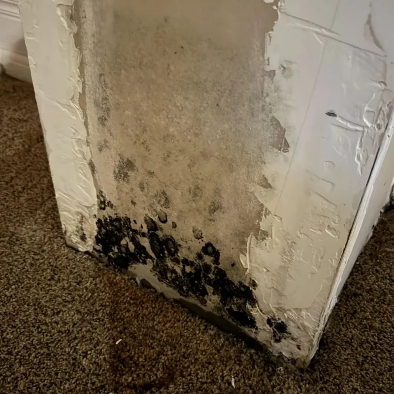 Professional Mold Removal in Baird, TX